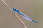 Mister Blu