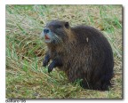 Nutria Nutria