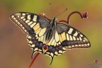 Papilio...X-ray...