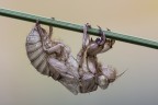 La cicala  un insetto dal ciclo di vita assai curioso: quattro anni sotto terra, allo stadio di larva, poi appena un mese all'aria aperta, e... in questo mese trova pure il tempo di cambiarsi d'abito!! :D :D 

Critiche e commenti sono graditi
[url=http://funkyimg.com/view/2eLTR]H.R.[/url]