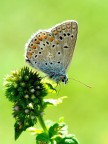 Menta piperita Menta piperita