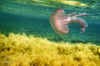 Jellyfish under the sea Jellyfish under the sea