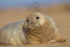 Grey Seal Grey Seal