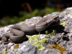 Seconda Vipera Seconda Vipera