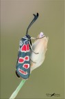 Zygaena carniolica Zygaena carniolica