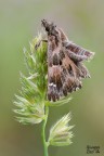 Carcharodus alceae Carcharodus alceae