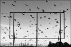 Fly
