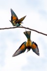 Picchiata