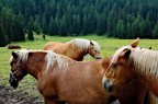 Cavalli al pascolo libero vicino al lago di Misurina