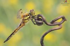 Quadrimaculata.... Quadrimaculata....