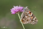 Vanessa cardui