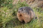 marmotta