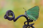 La Callophrys rubi  un delizioso licenide dalle ali color verde metallico, dove per la tonalit del colore cambia in funzione dell'angolo di incidenza della luce.

Critiche e commenti sono graditi
[url=http://funkyimg.com/view/2h1Dm]H.R.[/url]
