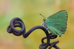 Green metal Green metal