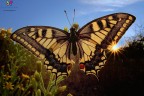 Papilio backlight.... Papilio backlight....