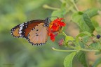 Danaus chrysippus Danaus chrysippus