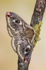 Saturnia pavoniella