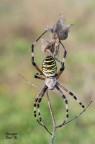 Argiope Argiope