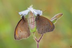 Maniola jurtina  (Linnaeus, 1758) (Lepidoptera - Nymphalidae - Satyrinae)

Canon EOS 7D + Sigma 180mm f/3.5 EX DG HSM Macro

Suggerimenti e critiche sempre ben accetti
[url=http://www.rossidaniele.com/HR/_MG14770copia2-mdc-1500.jpg]Versione HR[/url]