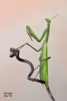 Mantis Religiosa Mantis Religiosa