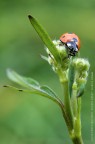 Coccinella in continuo movimento
canon 70/200 
tubi di prolunga