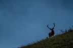 lunghezza focale 600 mm. esposizione 1/50 sec f.6,3 iso 320 con cavalletto