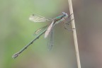 Femmina di Lestes virens vestalis, una damigella dagli splendidi riflessi metallici.
Critiche e commenti sono graditi
[url=https://postimg.org/image/gki9dmupx/]H.R.[/url]