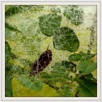 C.R. anch'io! C.R. anch'io!