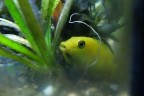 Foto scattata nel mio acquario, femmina di labidochromis che sta covando in bocca una 15ina di avannotti, il pi intrepido si sta affacciando.
Fuji X30 in modalit macro: f3.2, 1/30, iso 800.