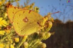 Al sole...Colias wide.... Al sole...Colias wide....