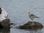 Fotografata in Sacca degli Scardovari Delta del Po Rovigo