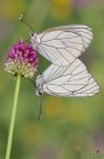 Aporia crataegi (Linnaeus, 1758)