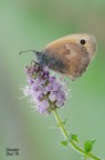 Coenonympha Pamphilus Coenonympha Pamphilus
