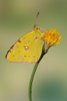 Colias