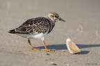 Voltapietre (Arenaria interpres)