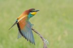 Gruccione - Bee-eater
