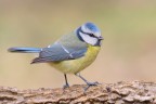 Cinciarella - Blue tit