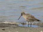 Un raro limicolo che sosta nel Delta del Po Veneto