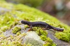 Salamandrina perspicillata Salamandrina perspicillata