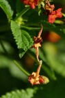 *** Gocce di Lantana *** *** Gocce di Lantana ***