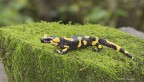 Salamandra pezzata Salamandra pezzata