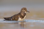 Ruddy Turnstone - Voltapietre