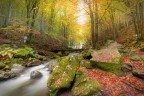 Le foglie d'autunno Le foglie d'autunno
