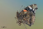 Vanessa atalanta Vanessa atalanta