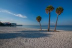 Le palme di Tampa Le palme di Tampa