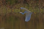 Garzetta in volo