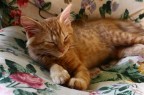 Sonno... Sonno...