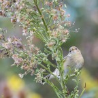 ..luì piccolo.. ..luì piccolo..