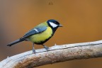 Cinciallegra 
Parus Major
f 7,1 1/500 iso1600
Pontresina - Ottobre 2016