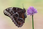 Morpho peleides Morpho peleides